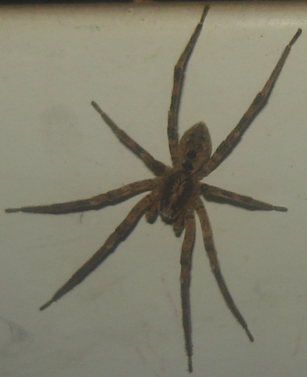 Zoropsis sp.